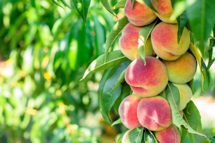 Small Orchard Planning